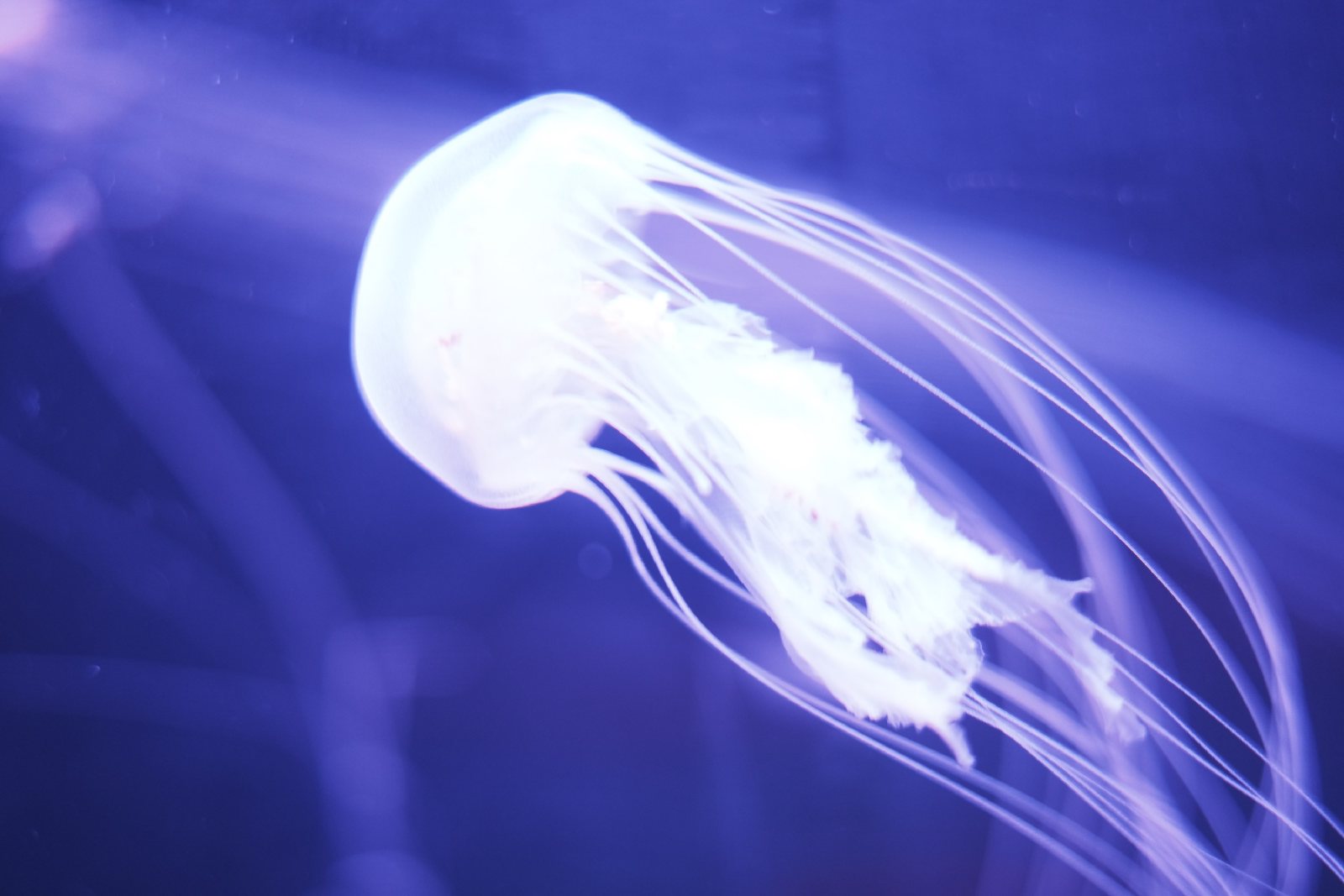 水族馆里的水母