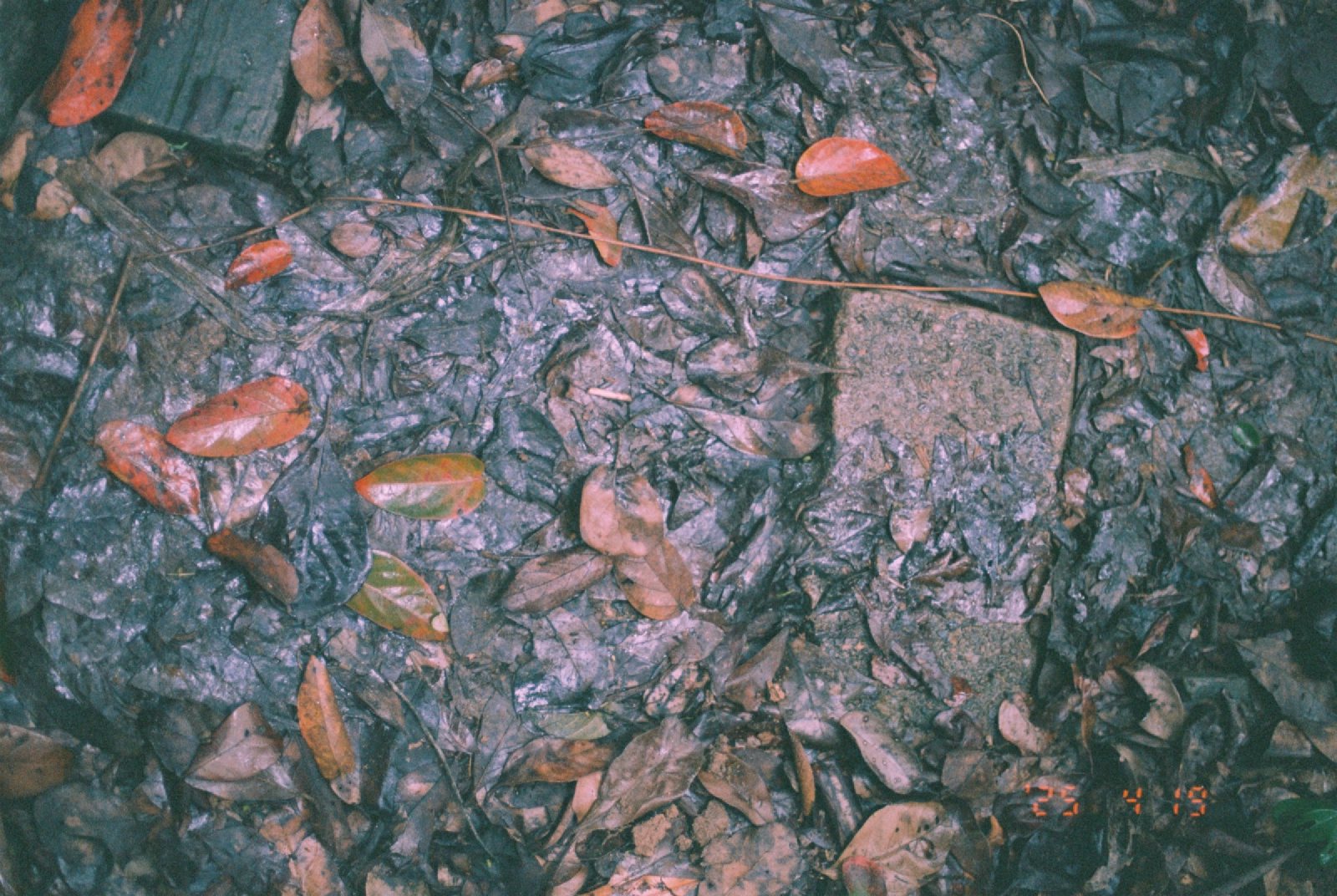 湿地上的落叶和石块